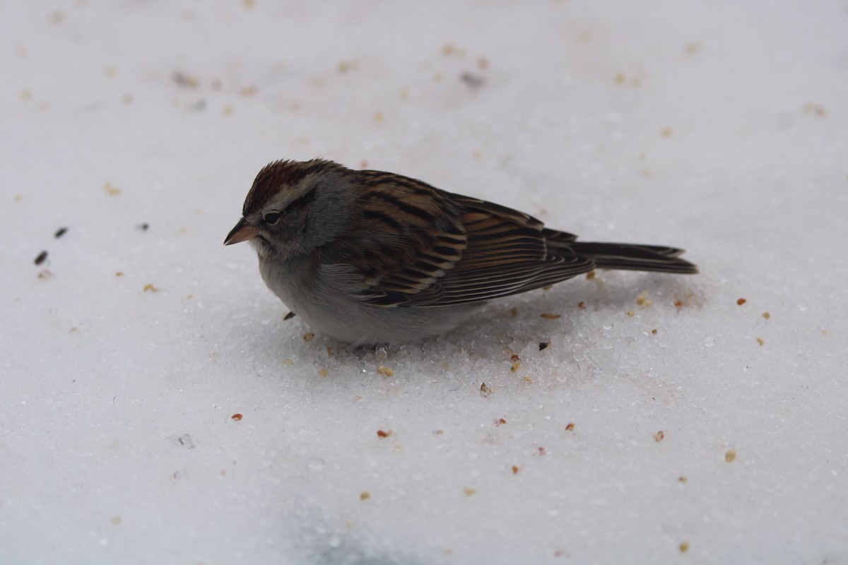 Chipping Sparrow - ML620084182