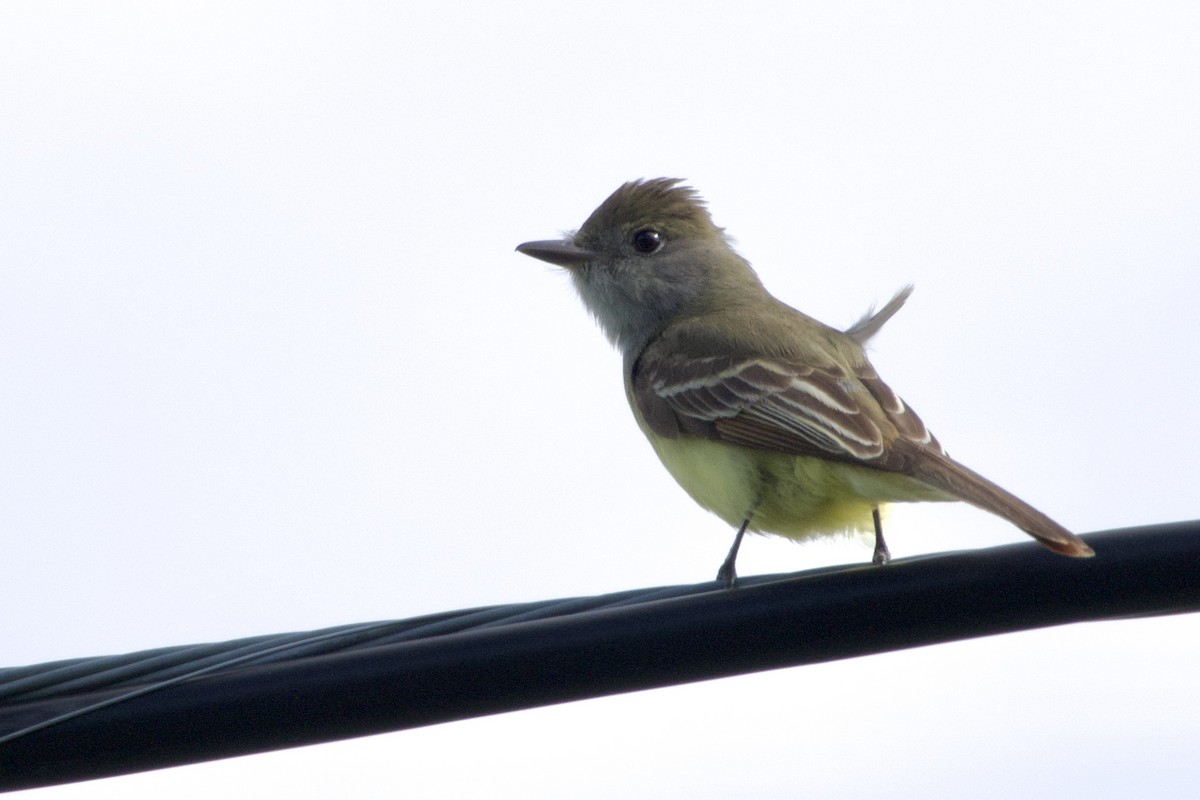 Great Crested Flycatcher - ML620084190