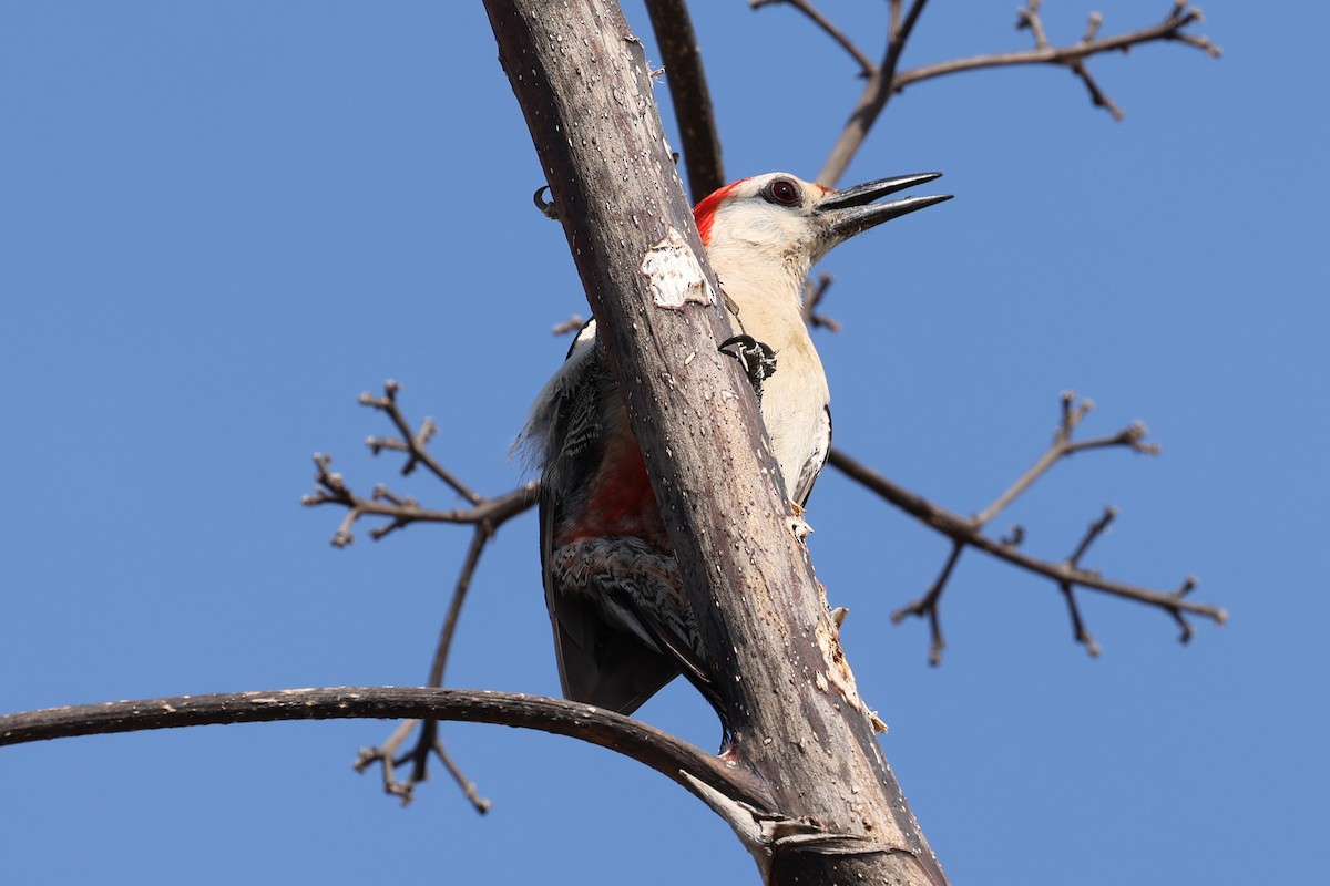 Golden-fronted Woodpecker (Velasquez's) - ML620084197