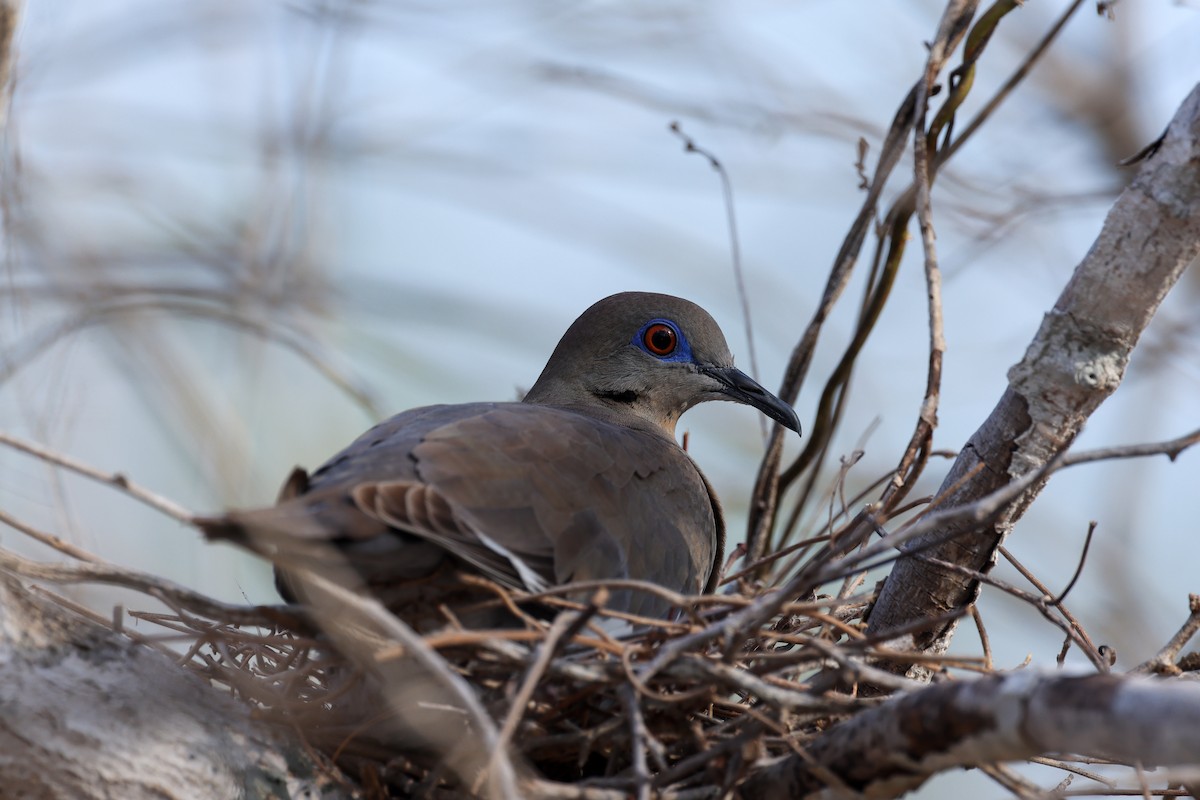 White-winged Dove - ML620084203