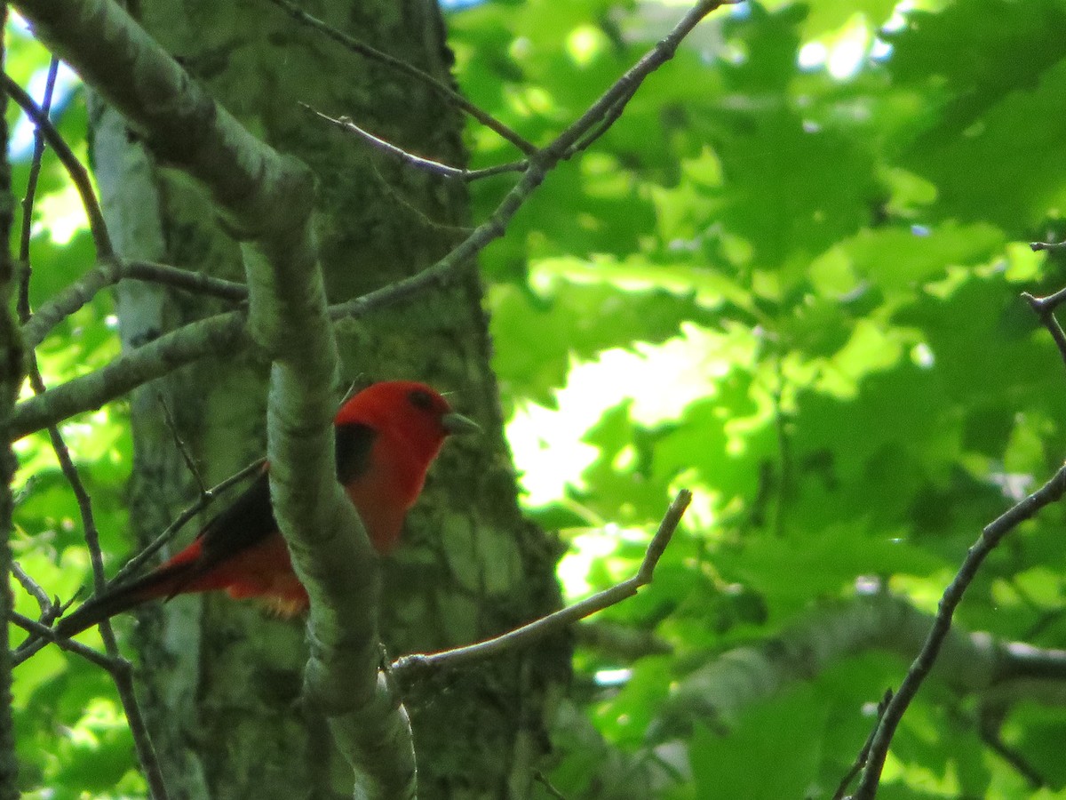 Scarlet Tanager - ML620084219