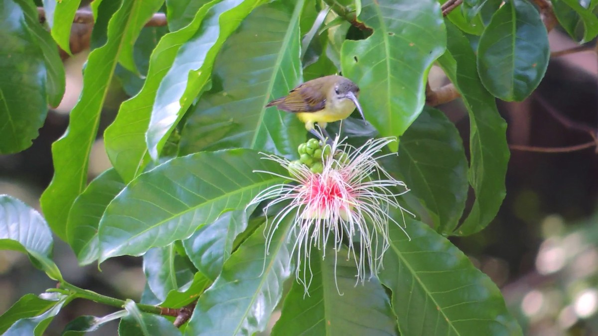 Little Spiderhunter - ML620084222