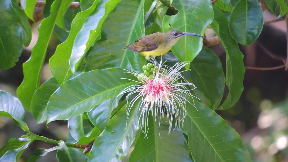 Little Spiderhunter - ML620084224