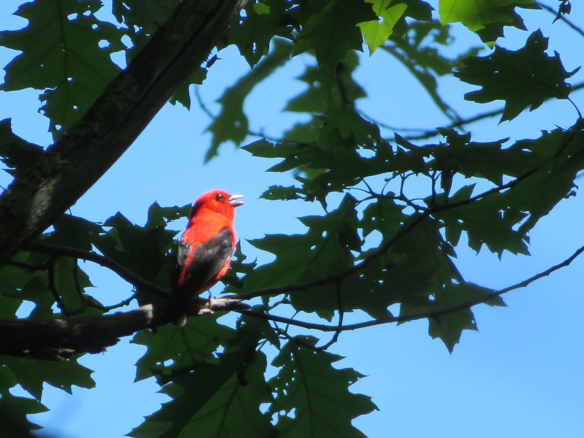 Scarlet Tanager - ML620084225