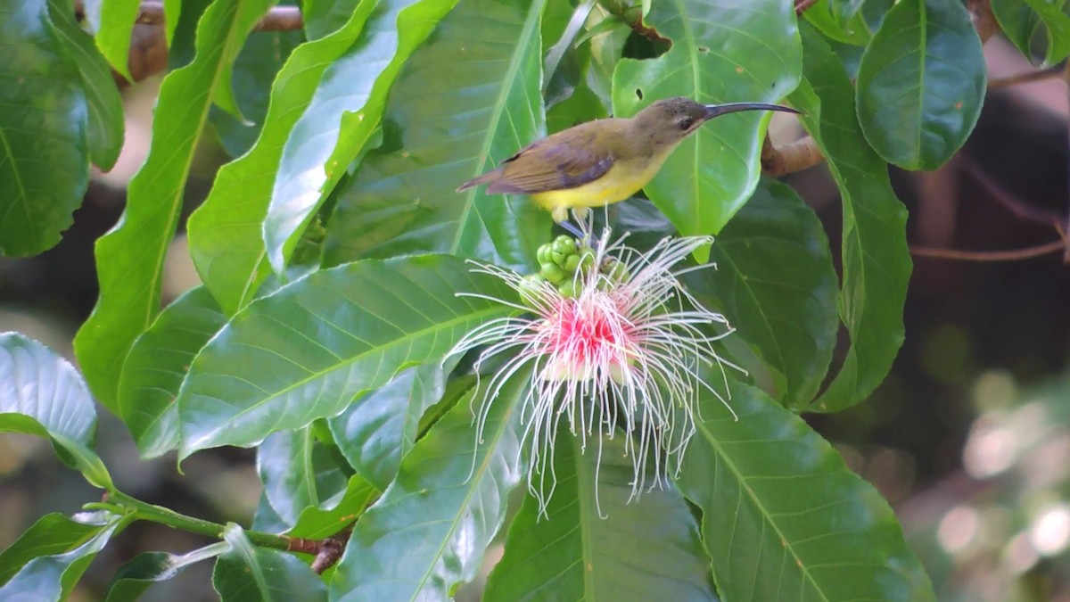 Little Spiderhunter - ML620084226