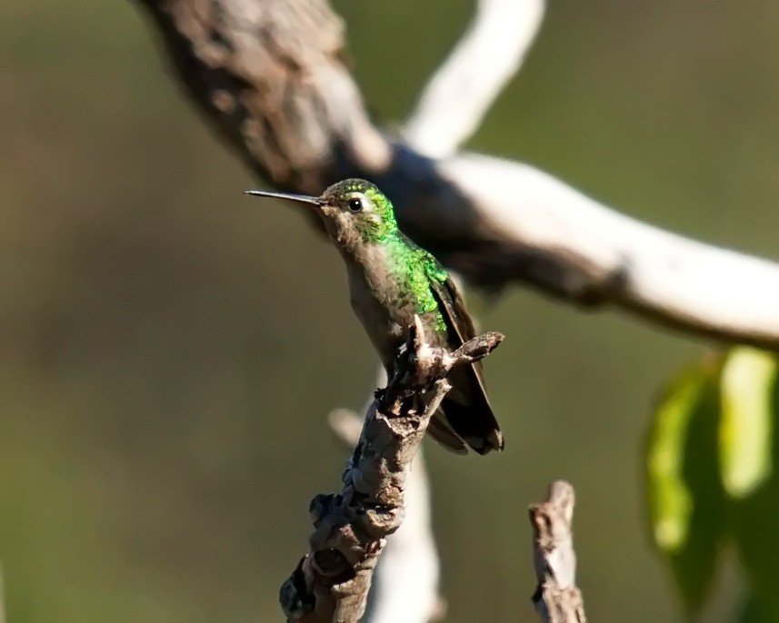 kolibřík lesklobřichý - ML620084227