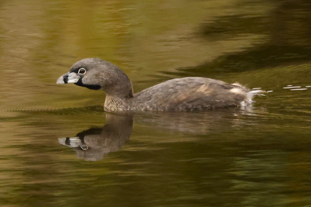 Pied-billed Grebe - ML620084228