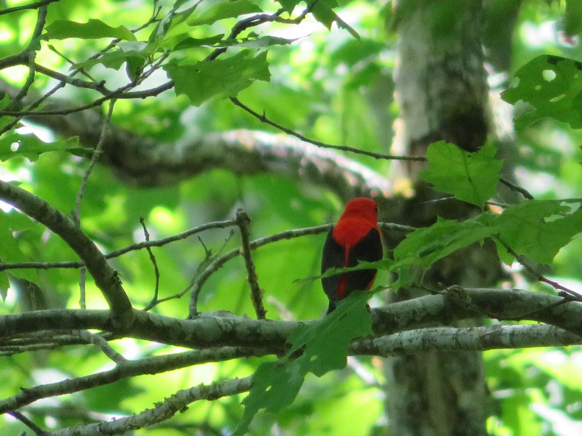Scarlet Tanager - ML620084230