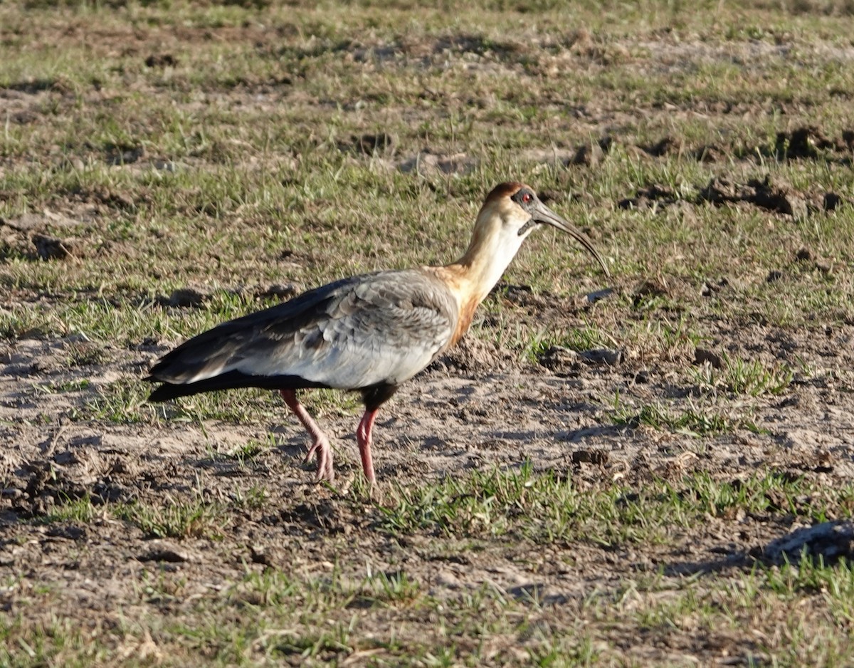 ibis bělokřídlý - ML620084235