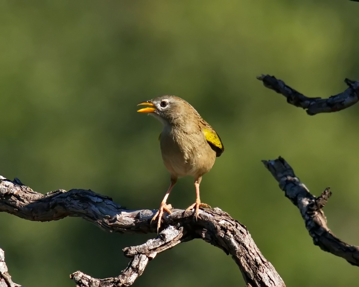 Wedge-tailed Grass-Finch - ML620084256