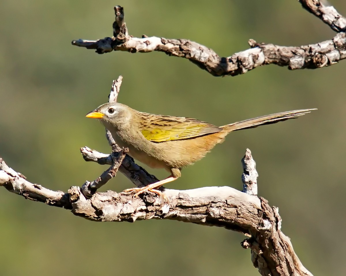 Wedge-tailed Grass-Finch - ML620084257