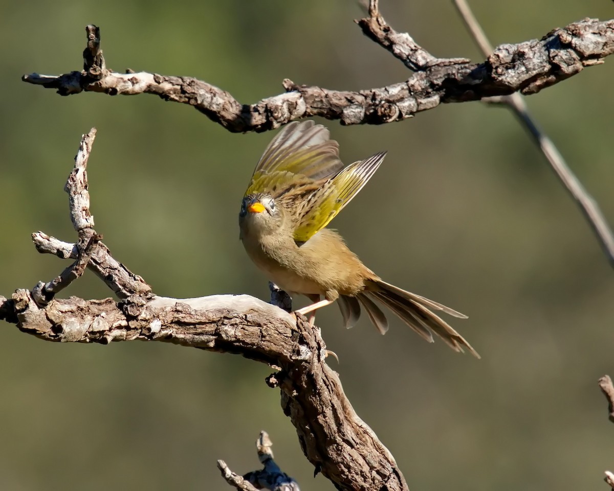 Wedge-tailed Grass-Finch - ML620084258