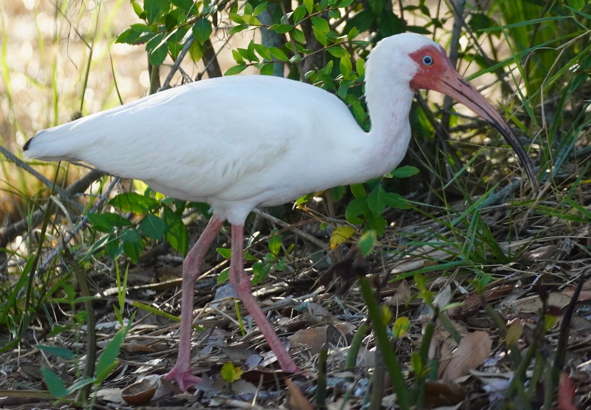ibis bílý - ML620084261