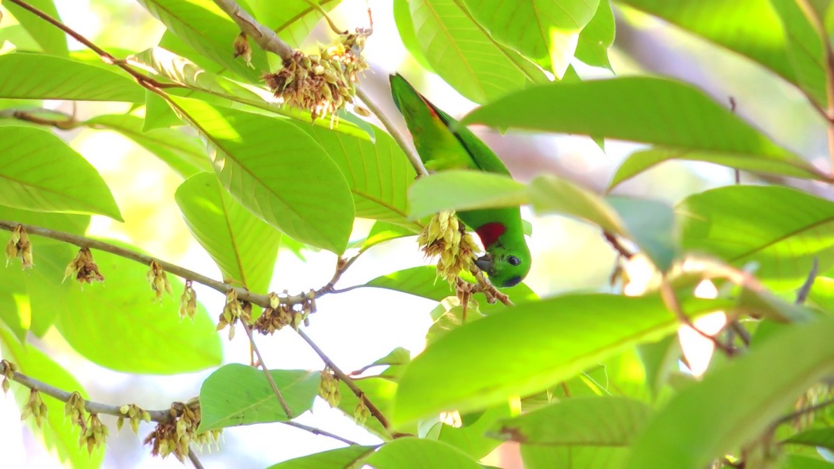Blue-crowned Hanging-Parrot - ML620084263