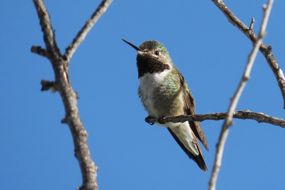 Broad-tailed Hummingbird - ML620084274