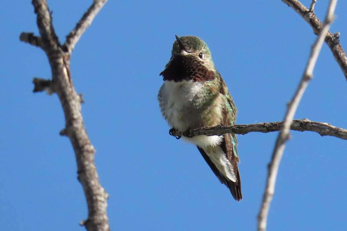 Broad-tailed Hummingbird - Del Nelson