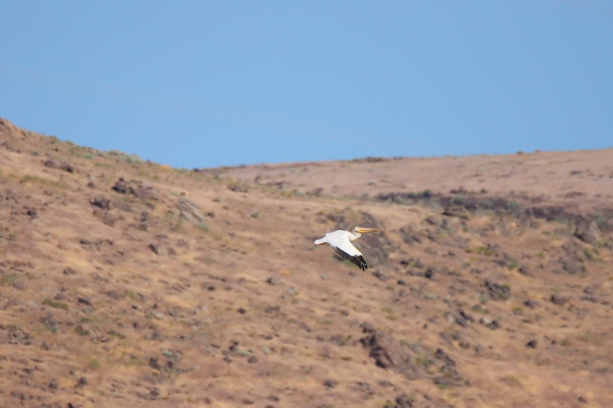 American White Pelican - ML620084284