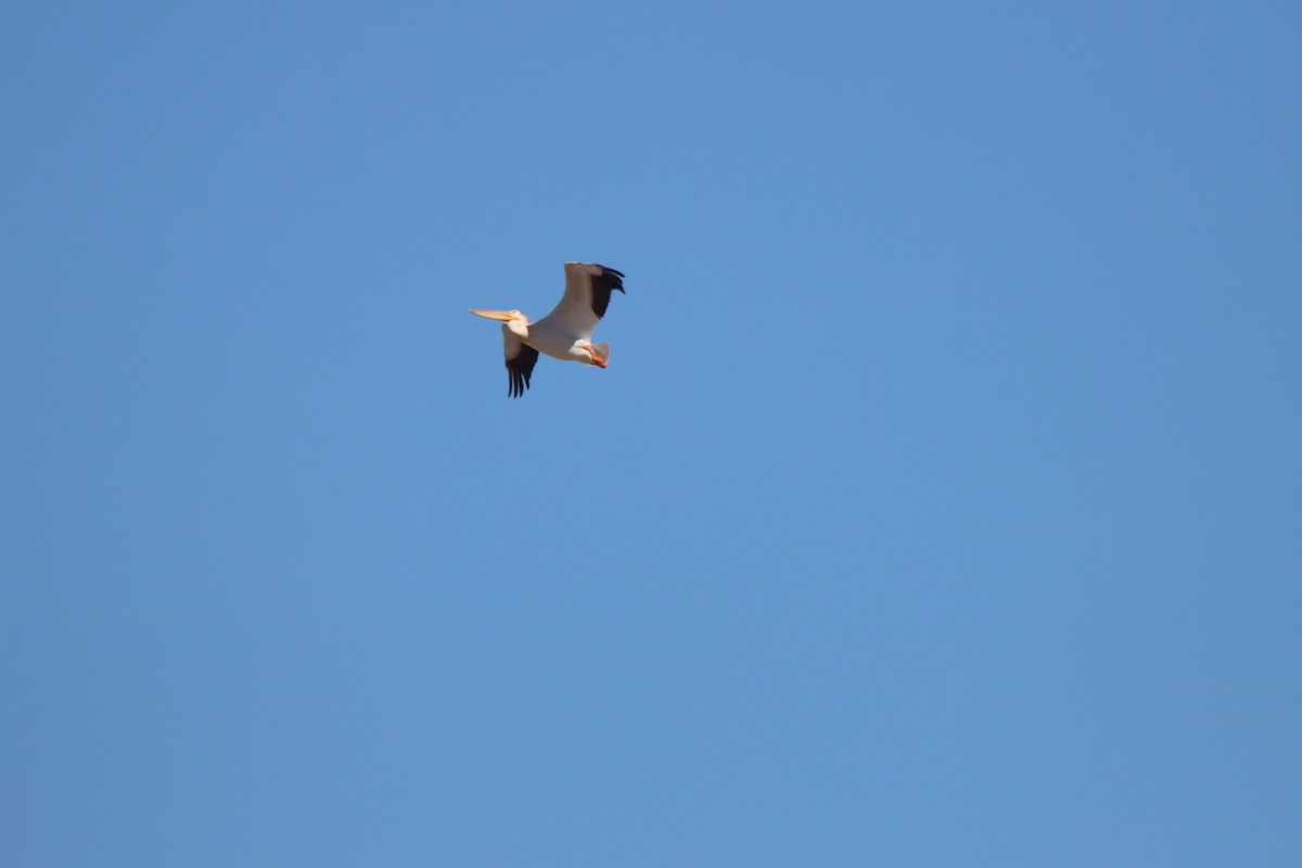 American White Pelican - ML620084285