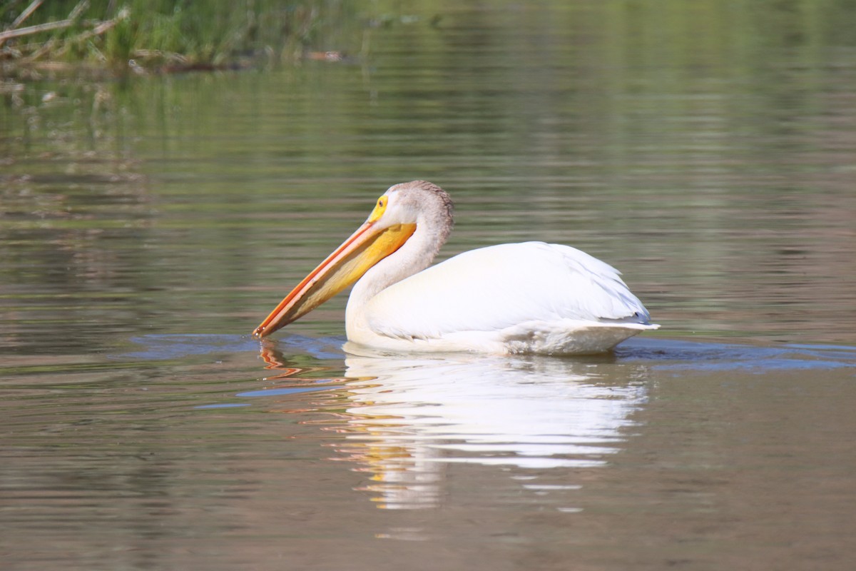 American White Pelican - ML620084286