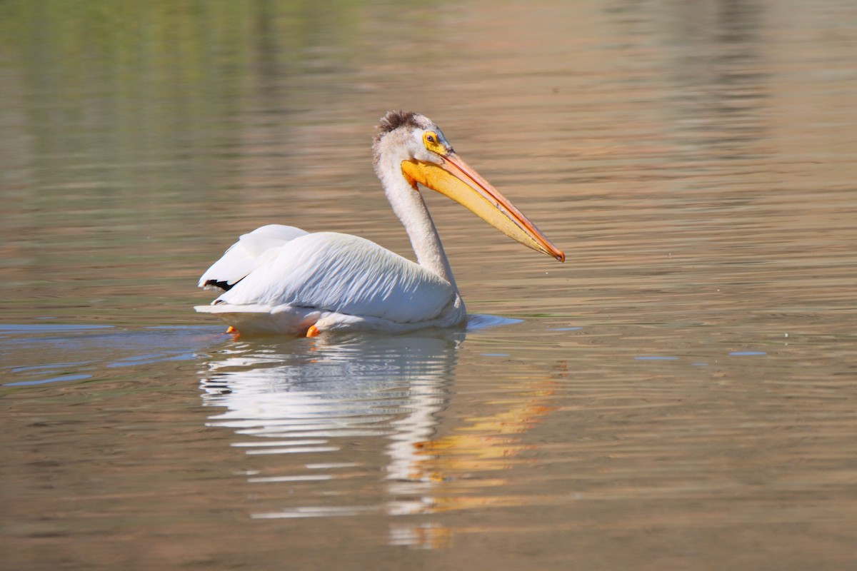 American White Pelican - ML620084288