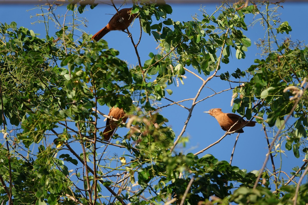 Rufous Cacholote - Yve Morrell