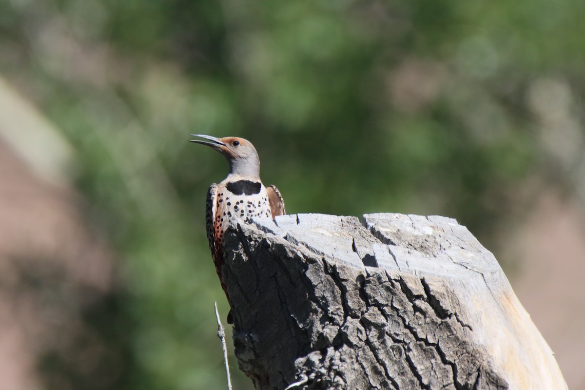 Northern Flicker - ML620084292