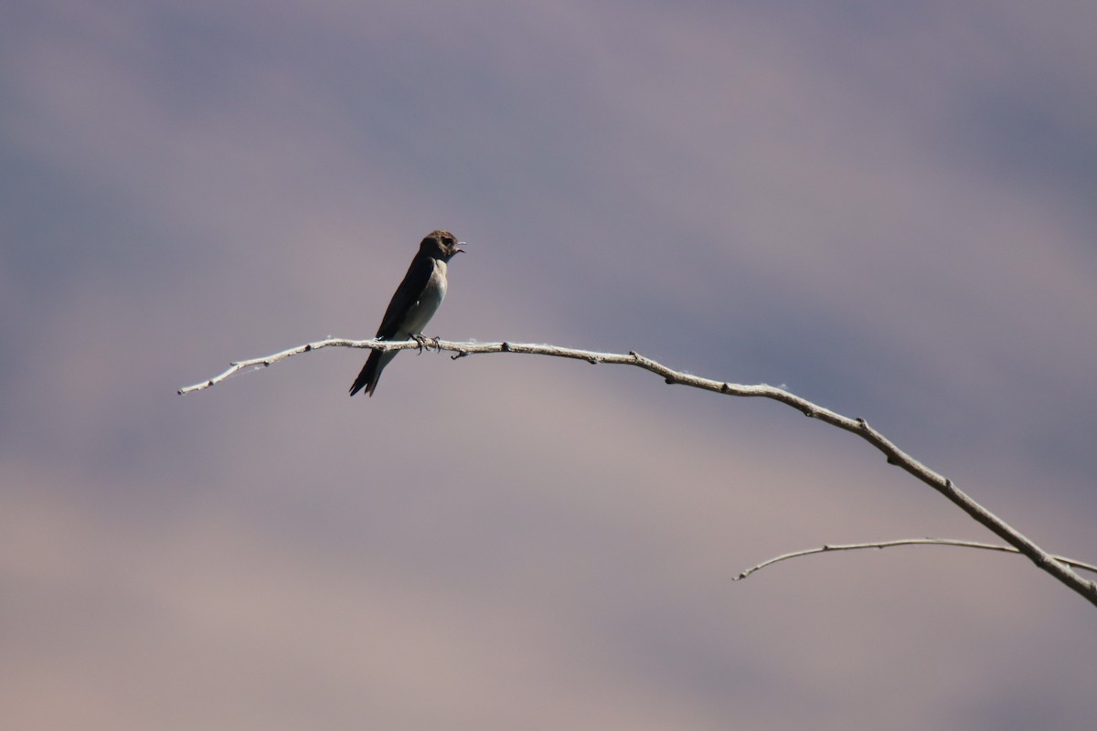 Northern Rough-winged Swallow - ML620084305