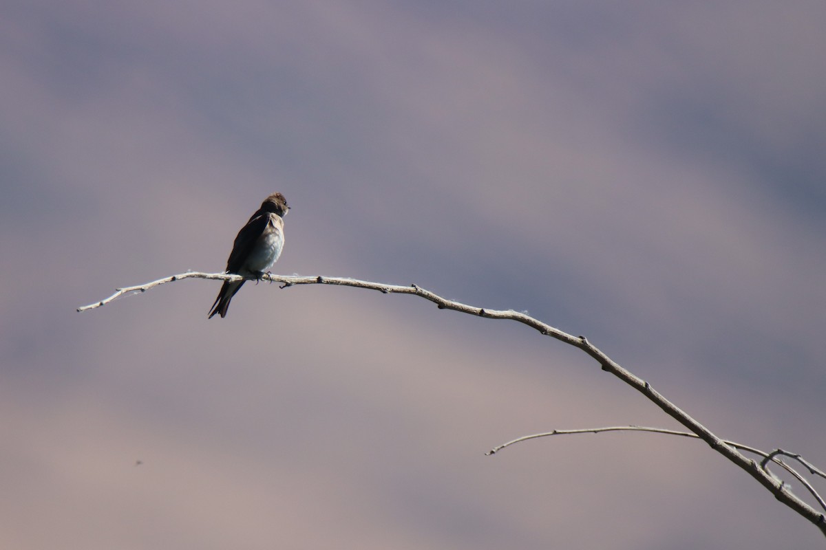Northern Rough-winged Swallow - ML620084306