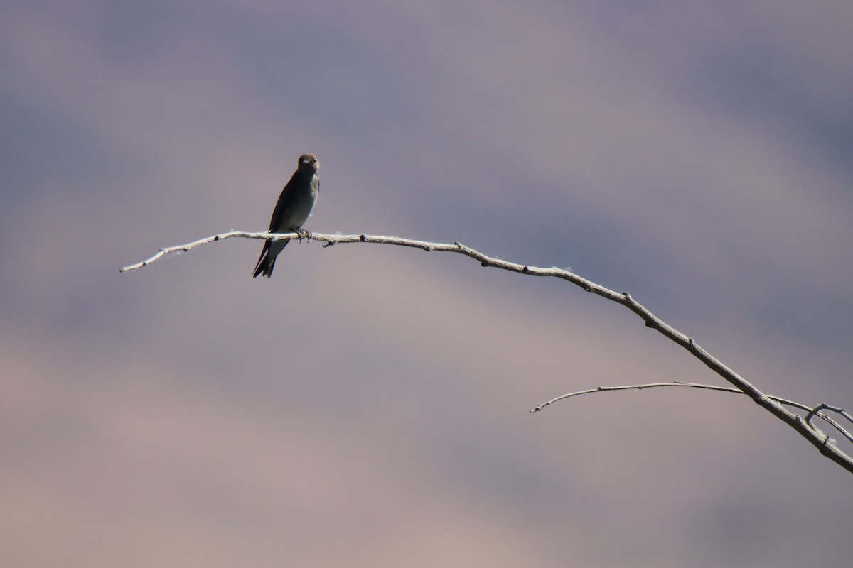 Northern Rough-winged Swallow - ML620084307