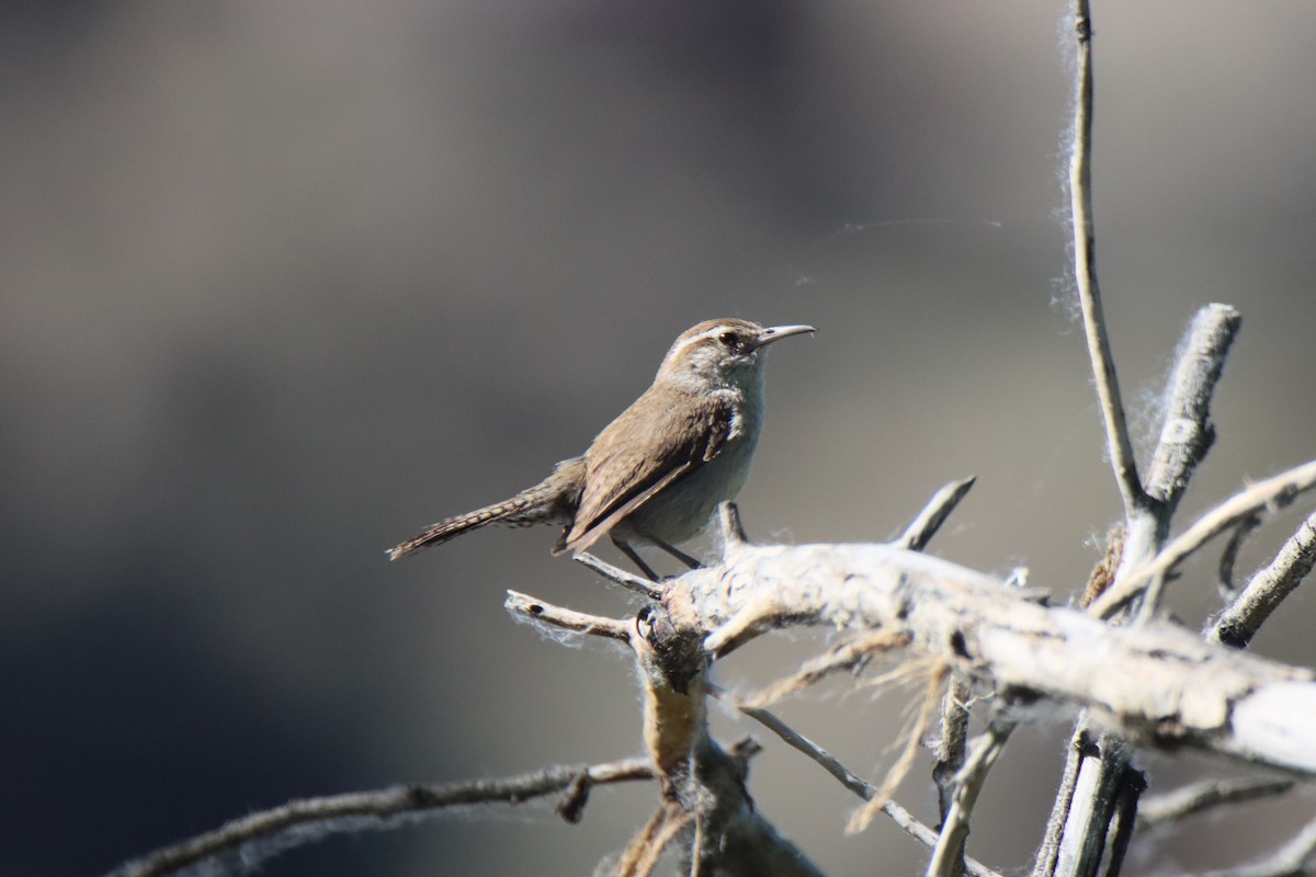 Bewick's Wren - ML620084322