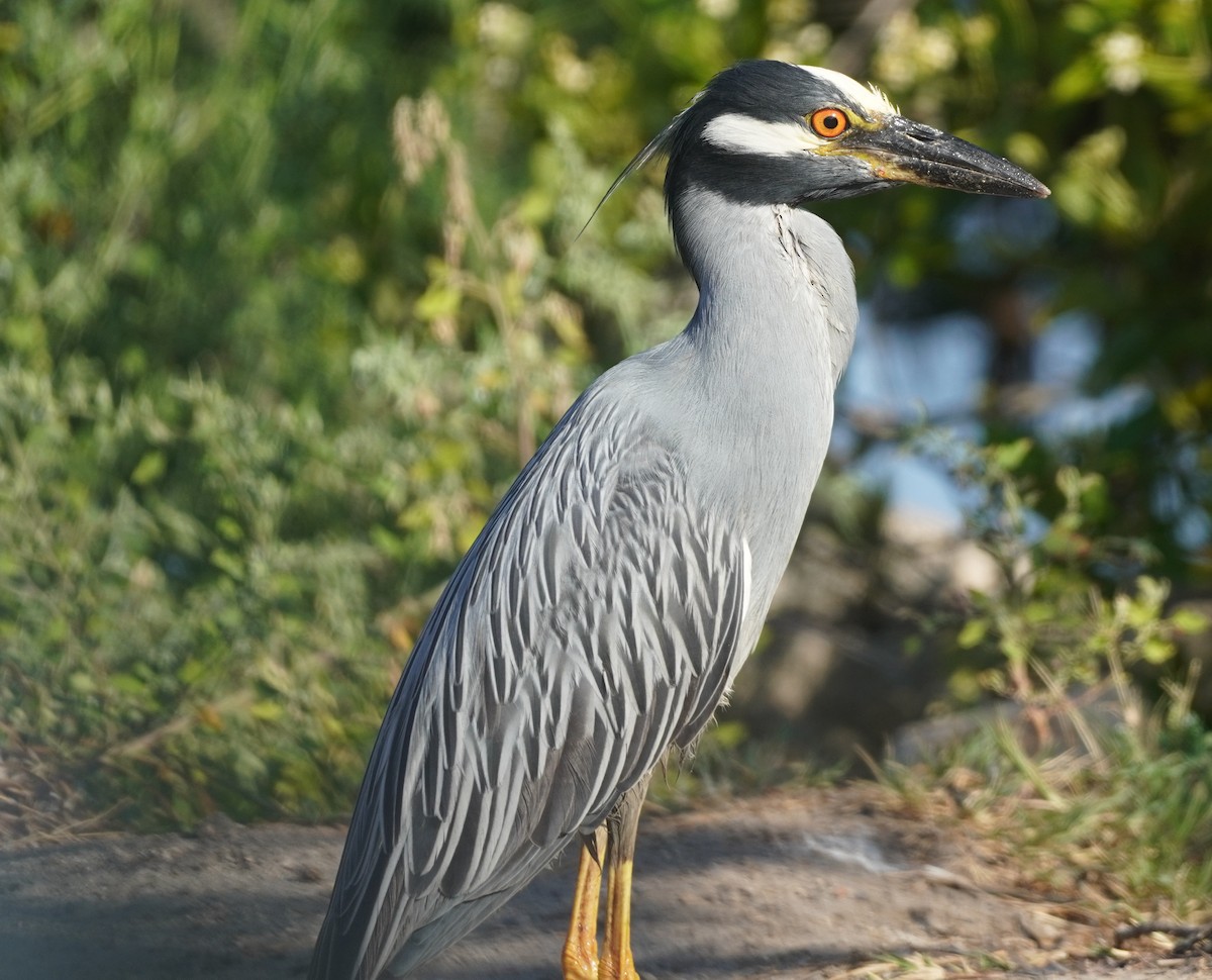 Yellow-crowned Night Heron - ML620084326