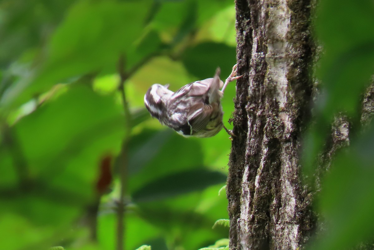 Black-and-white Warbler - ML620084327