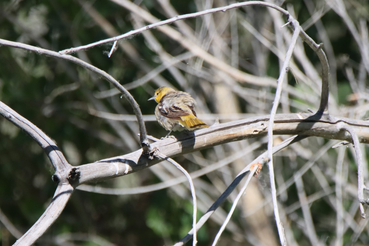 Bullock's Oriole - ML620084328