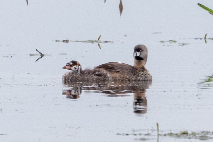 Pied-billed Grebe - ML620084335