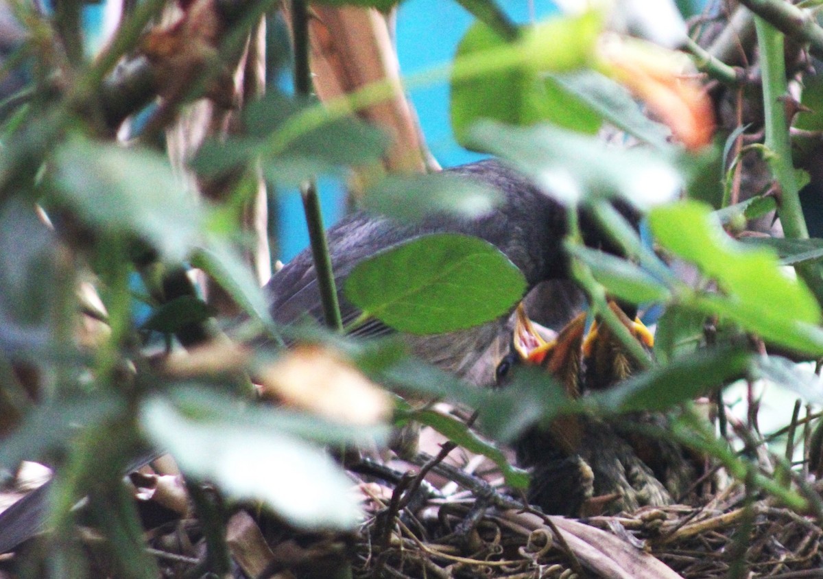 Cinnamon-bellied Saltator - Alejandra Guevara