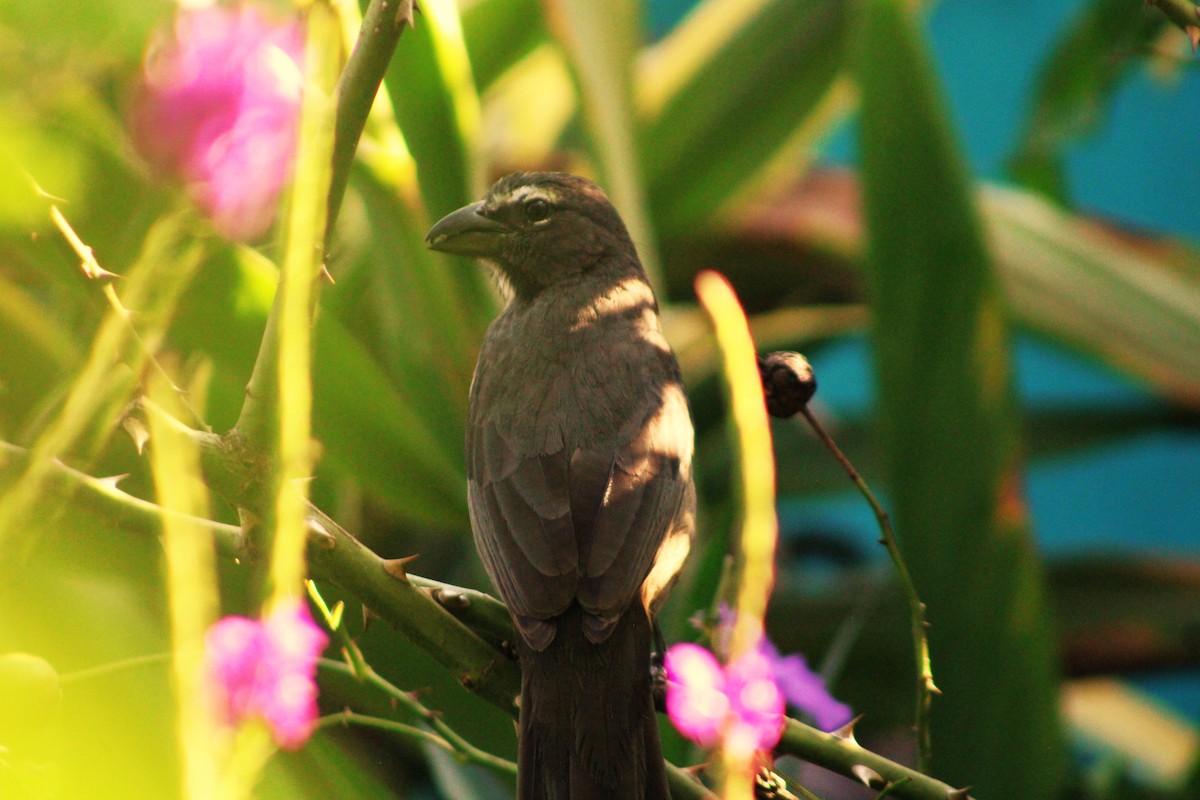 Cinnamon-bellied Saltator - ML620084344