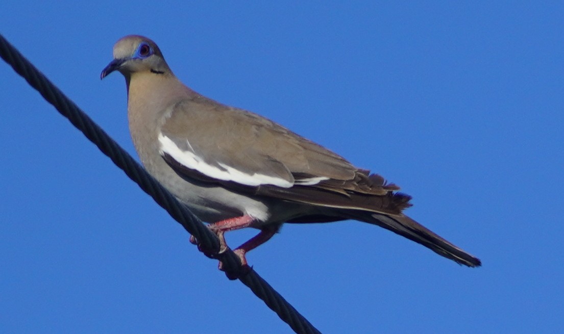 White-winged Dove - ML620084349