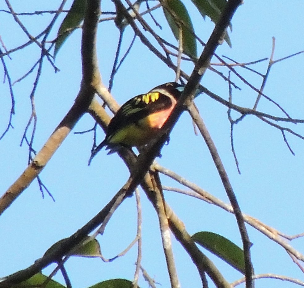 Black-and-yellow Broadbill - ML620084351
