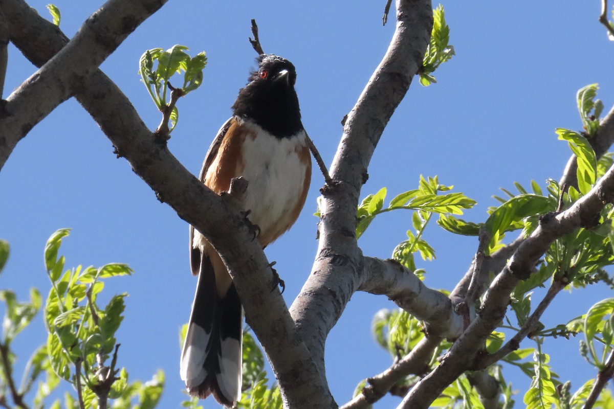 Spotted Towhee (maculatus Group) - ML620084352