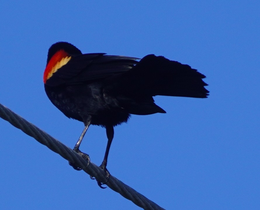 Red-winged Blackbird - ML620084359