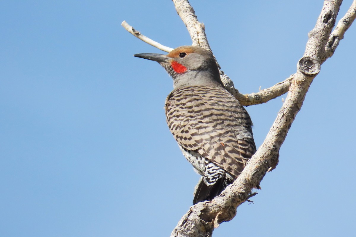 Northern Flicker (Red-shafted) - ML620084361
