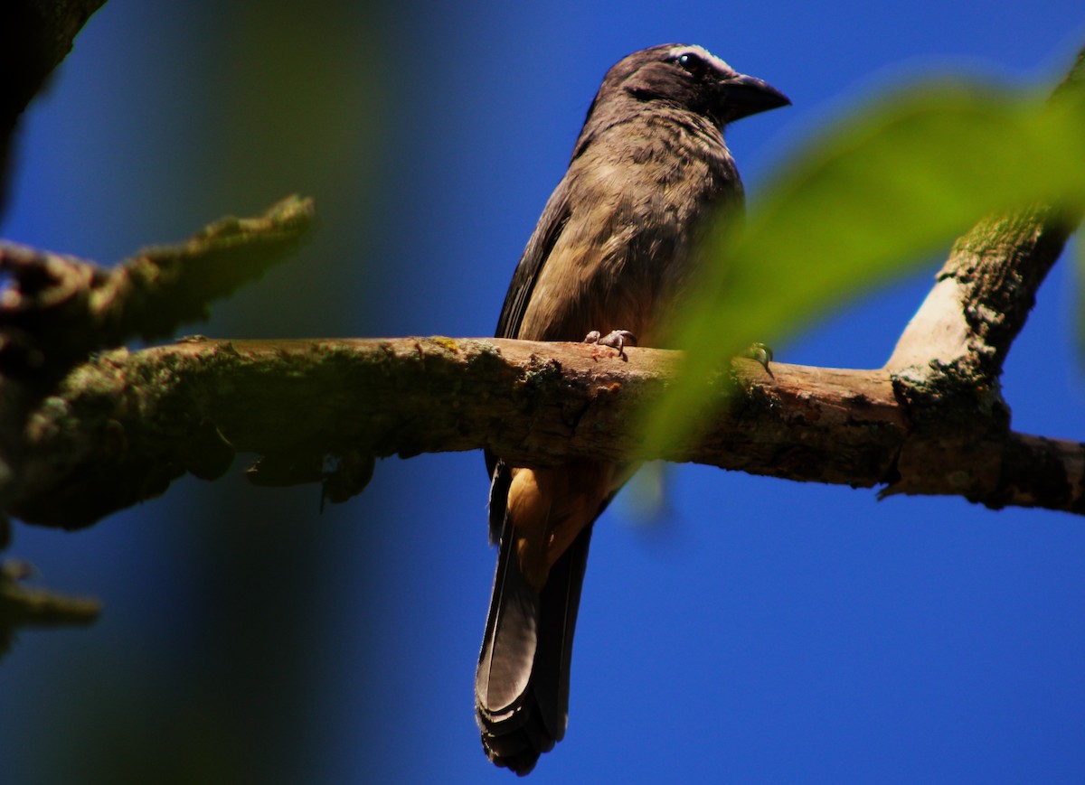 Cinnamon-bellied Saltator - ML620084368