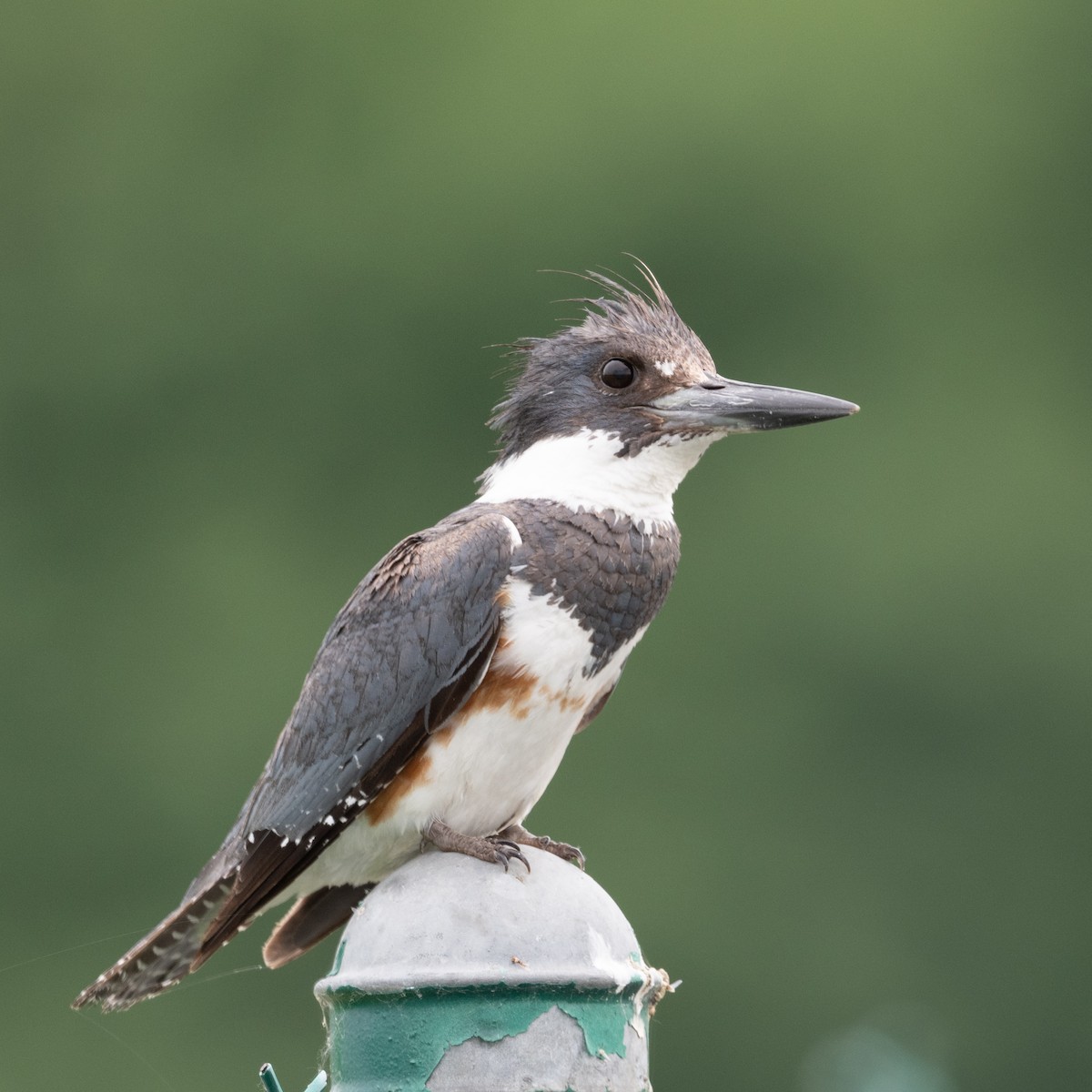 Belted Kingfisher - ML620084373
