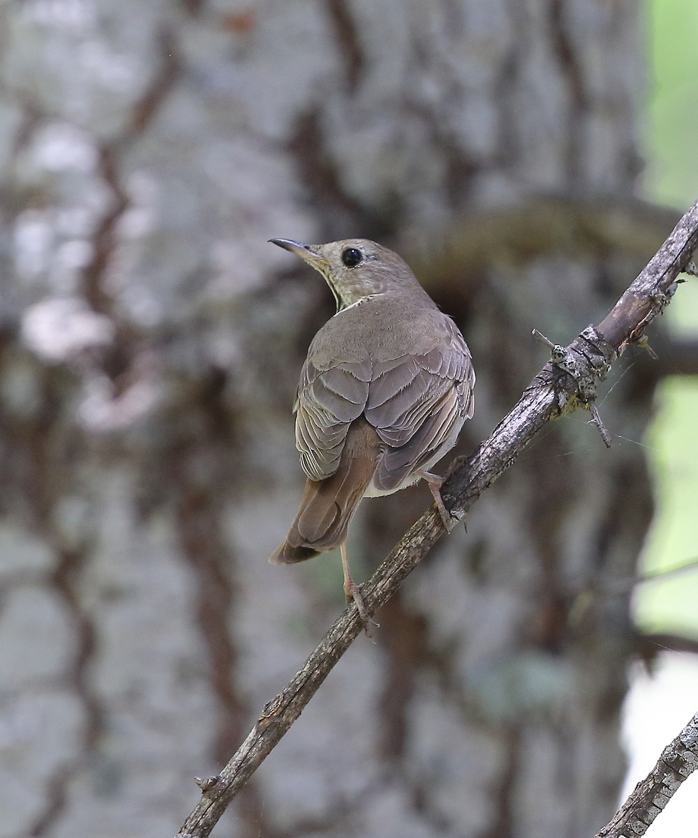 Hermit Thrush - ML620084375