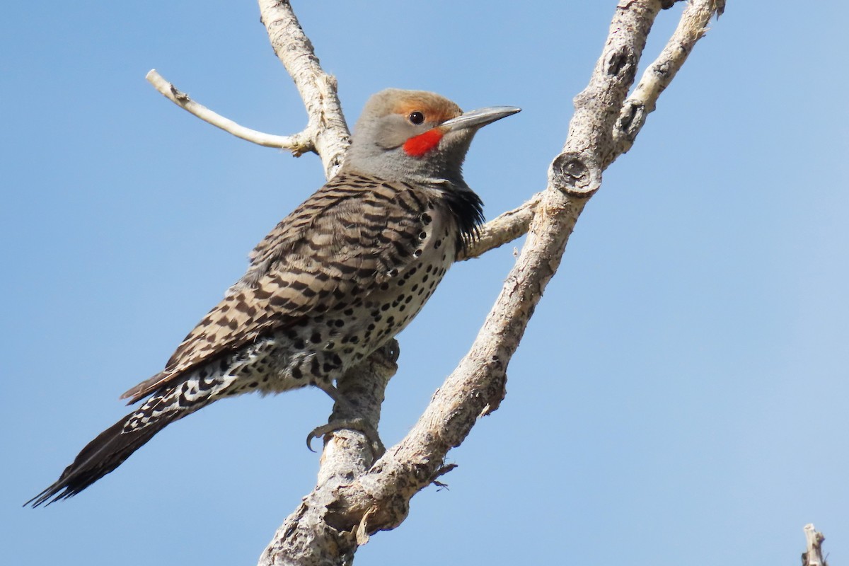 Northern Flicker (Red-shafted) - ML620084378