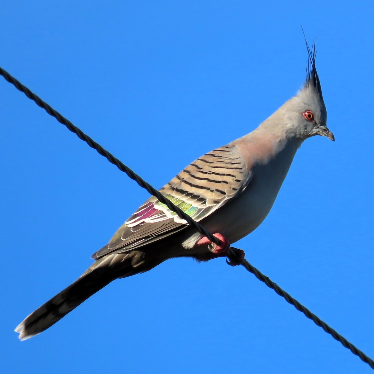 Crested Pigeon - ML620084379