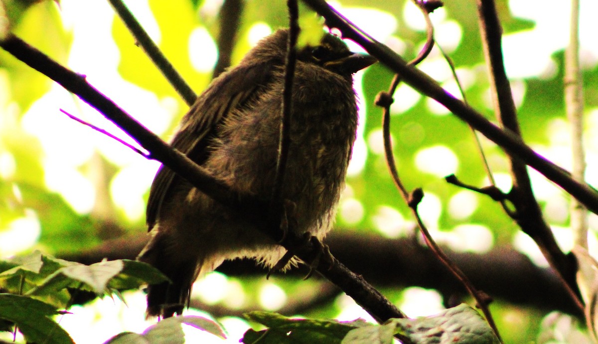 Cinnamon-bellied Saltator - ML620084393