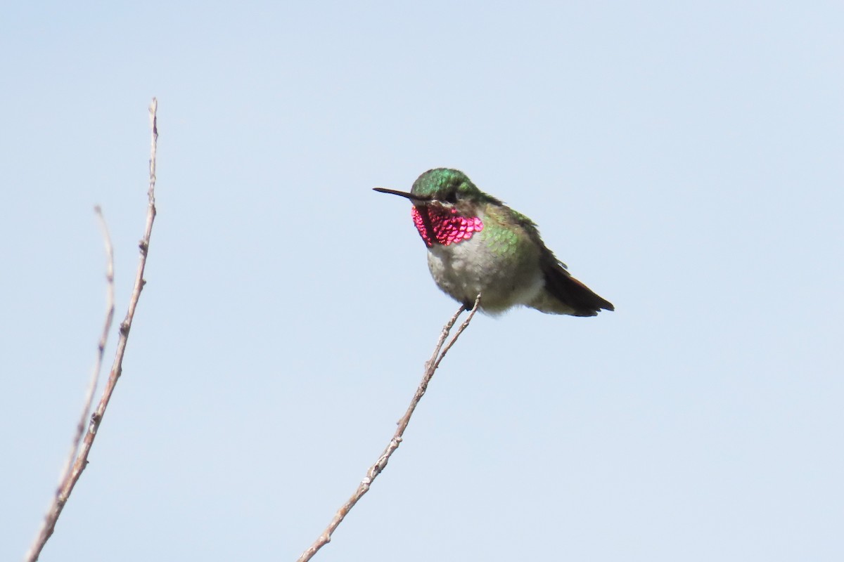Broad-tailed Hummingbird - ML620084394