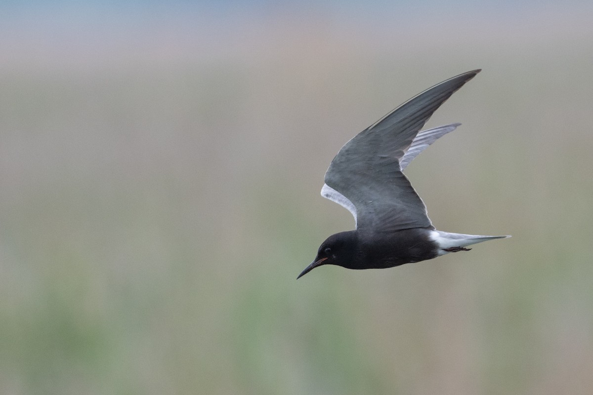 Black Tern - ML620084396