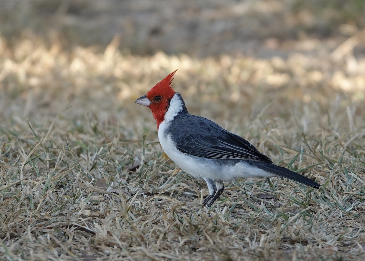 Red-crested Cardinal - ML620084399